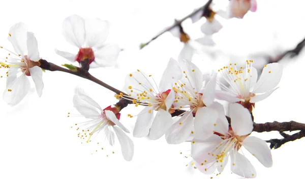 Árbol en flor sobre un fondo blanco — Foto de Stock