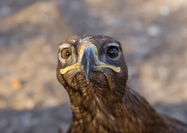 Portrait of an eagle — Stock Photo, Image