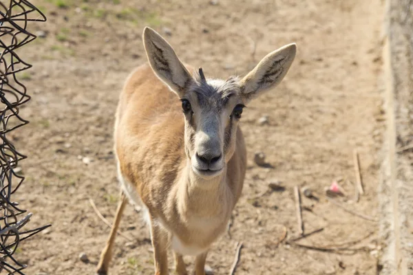Porträt einer Antilope — Stockfoto