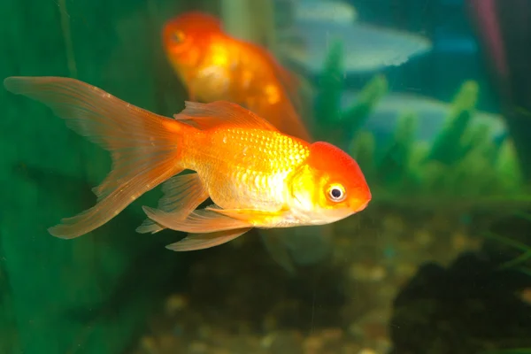 Gouden oranda goudvissen in een aquarium — Stockfoto