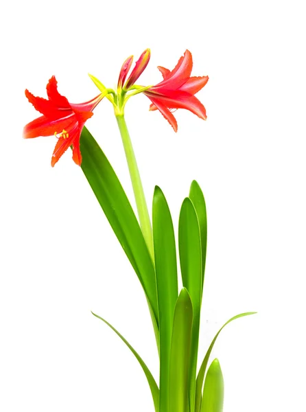 Röd blomma på en vit bakgrund — Stockfoto