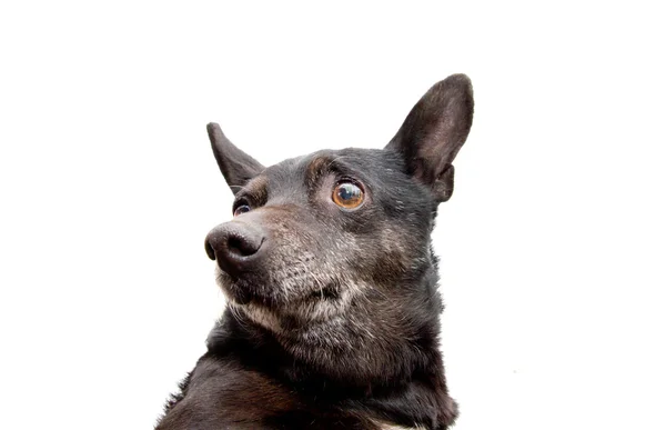 Portrait of a black dog on a white background — Stock Photo, Image