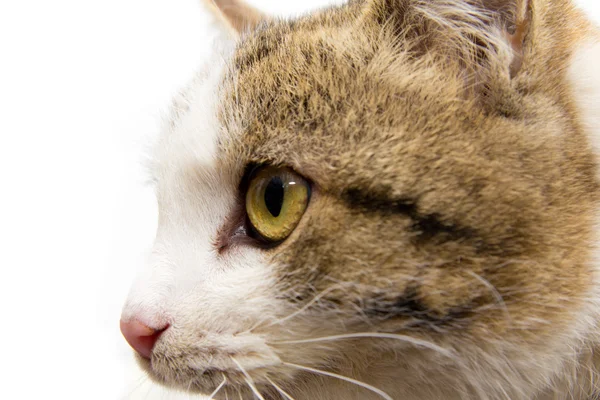 Portrét kočky na bílém pozadí — Stock fotografie