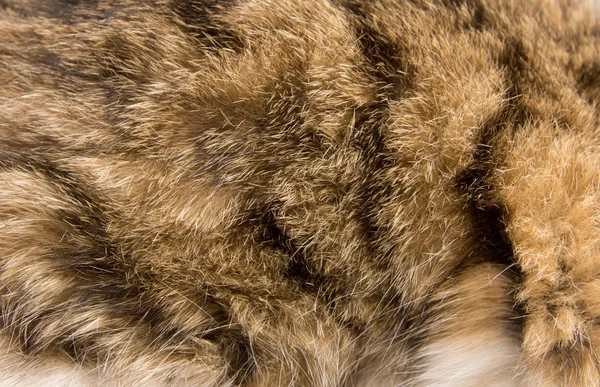 Gestreepte huid een kat in de achtergrond — Stockfoto