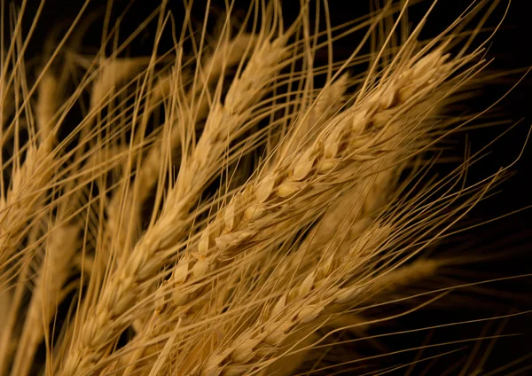 Gele tarwe op een zwarte achtergrond — Stockfoto