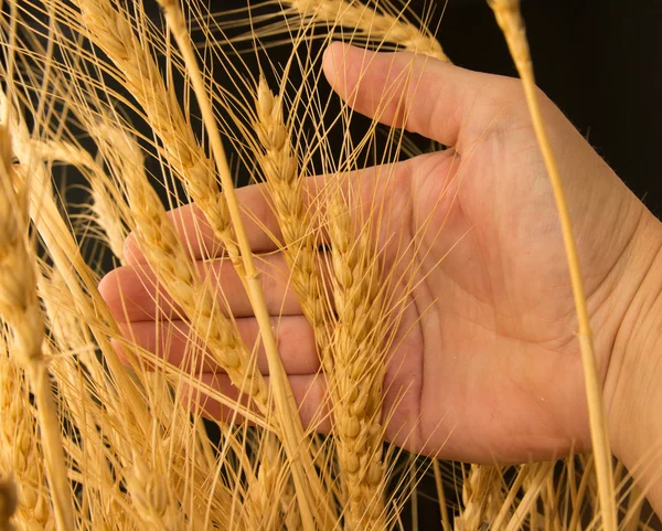 小麦在黑色背景上的一只手 — 图库照片