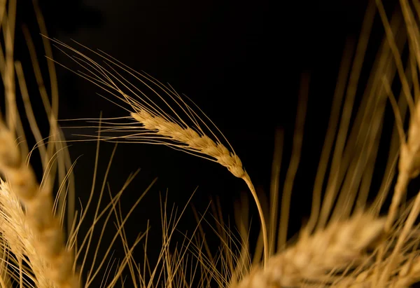 Blé jaune sur fond noir — Photo