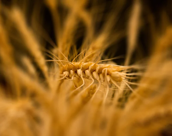 Agrario, agrícola, agricultura, armas, otoño, panadería, barle — Foto de Stock