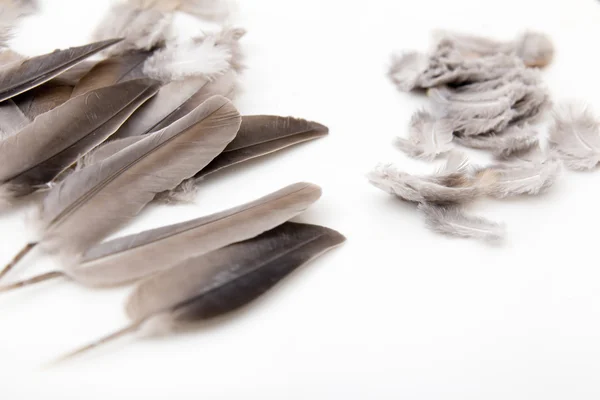 Plumas de aves sobre un fondo blanco — Foto de Stock