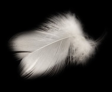 Siyah arkaplanda tüy