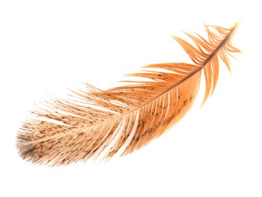 Beyaz arkaplanda altın tüy