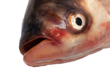 beyaz zemin üzerine kafa sazan