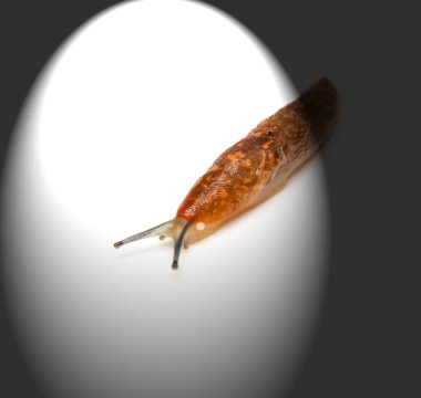 Slug - the slowest animal. clipart