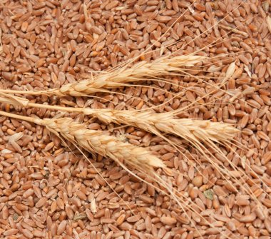 Üç spikelets buğday buğday tahıl karşı