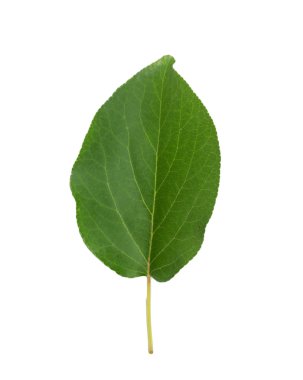 yaprak beyaz zemin üzerine Kuru Kayısı