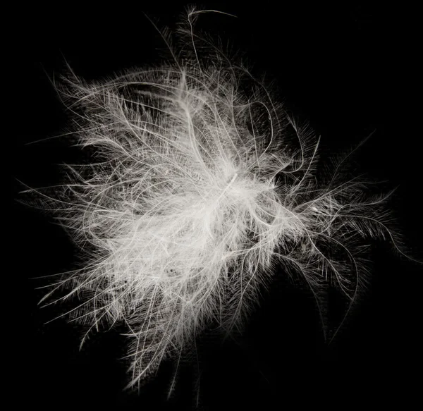 Feather on the black background — Stock Photo, Image