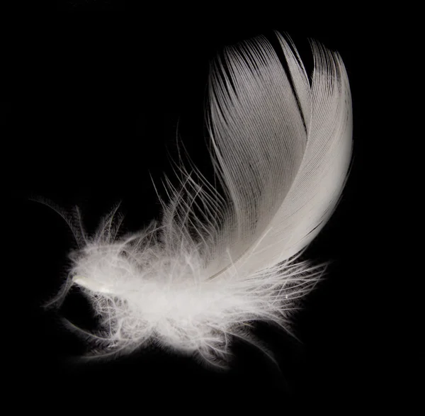 Feather on the black background — Stock Photo, Image