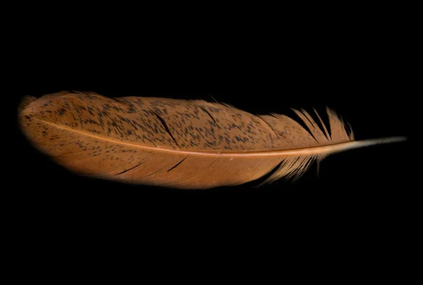 Mallard duck feather on black background - good for use as desig — Stock Photo, Image