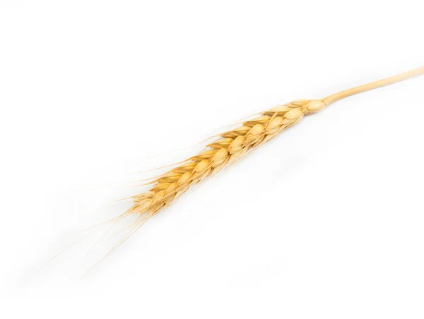 Ear of wheat on a white background — Stock Photo, Image