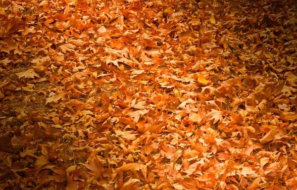 Alfombra gruesa amarilla de hojas de otoño — Foto de Stock