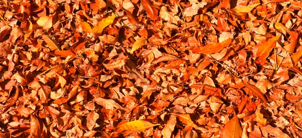 Alfombra gruesa amarilla de hojas de otoño — Foto de Stock