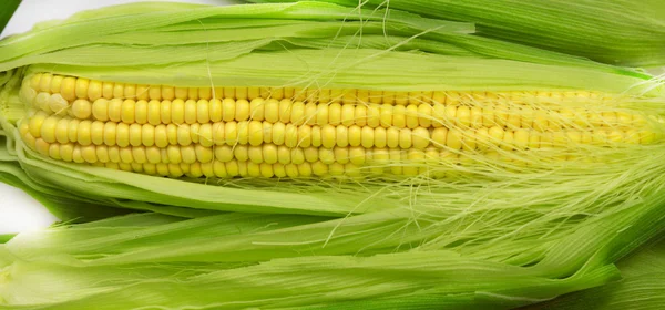 Mazorca de maíz entre hojas verdes — Foto de Stock