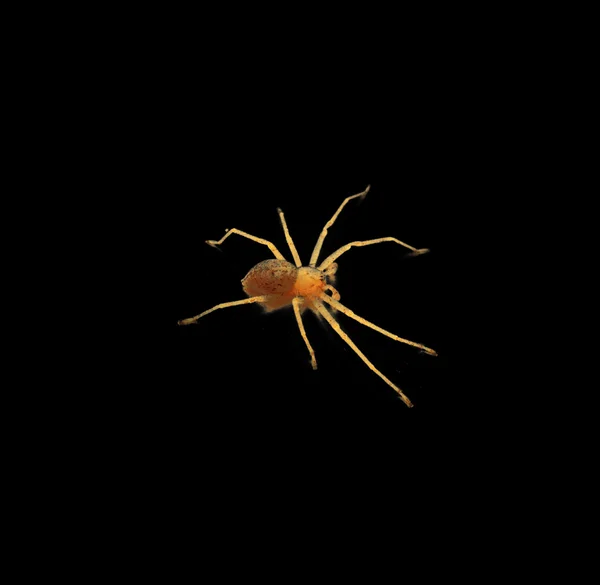 Жовтий павук — стокове фото