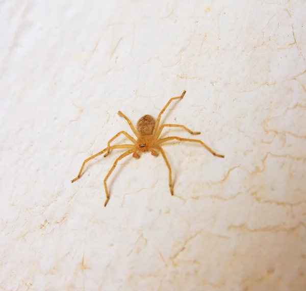 Araña amarilla — Foto de Stock