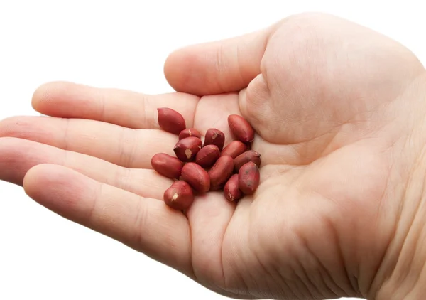 Cacahuetes en la mano sobre un fondo blanco — Foto de Stock