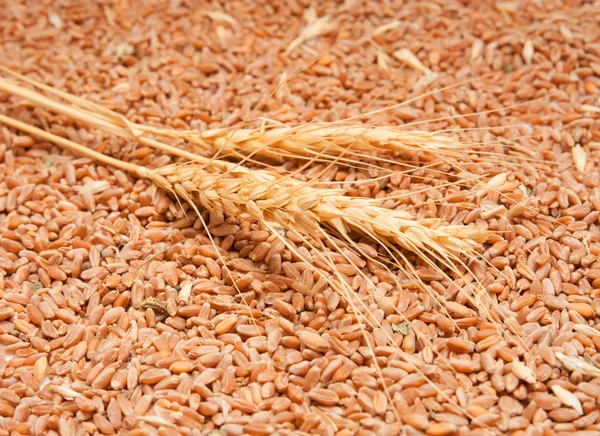Tres espiguillas de trigo contra el grano de trigo — Foto de Stock