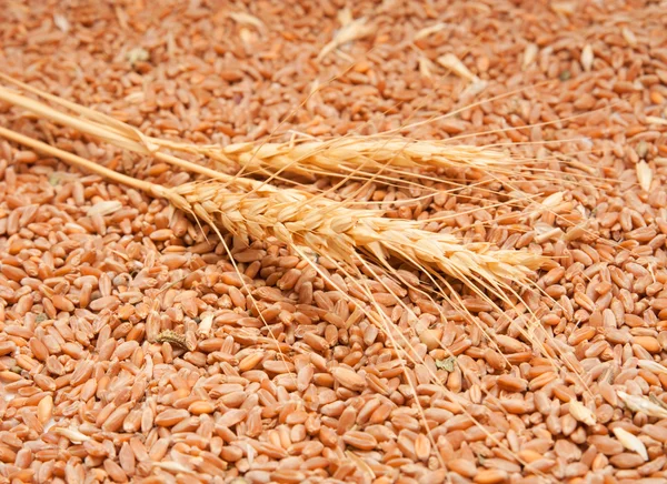 Three spikelets of wheat against the grain of wheat — Stock Photo, Image