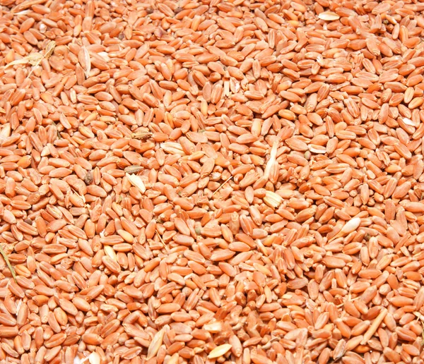 Wheat as a background — Stock Photo, Image