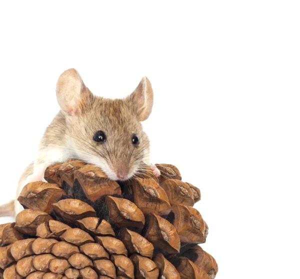 Rato e cedro — Fotografia de Stock