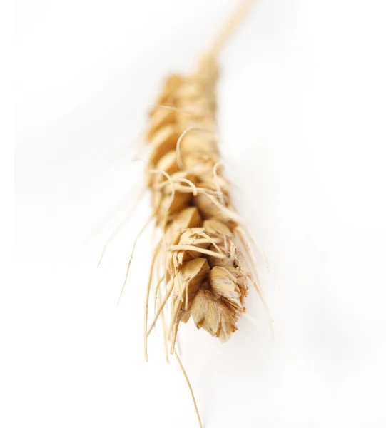 Золотая пшеничная рама — стоковое фото