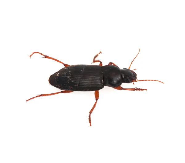 Insect dung beetle geïsoleerd op wit — Stockfoto