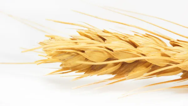 Primo piano di grano su fondo bianco — Foto Stock