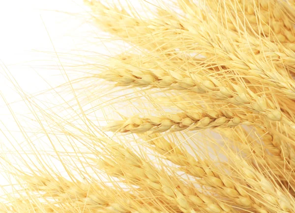 Wheat in the background — Stock Photo, Image