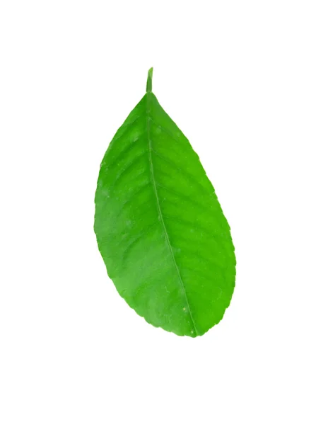 Leaf of lemon — Stock Photo, Image