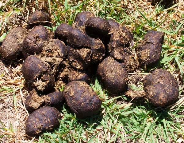 Ein Haufen frischer Pferdemist auf grünem Gras. — Stockfoto