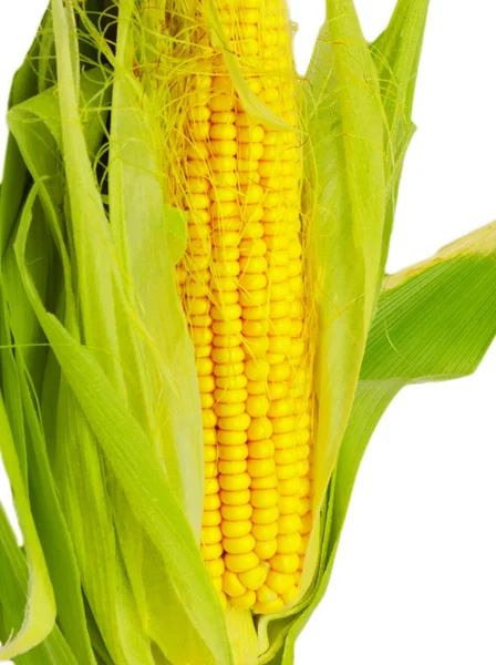 Close-up of corn cob against white background — Stock Photo, Image