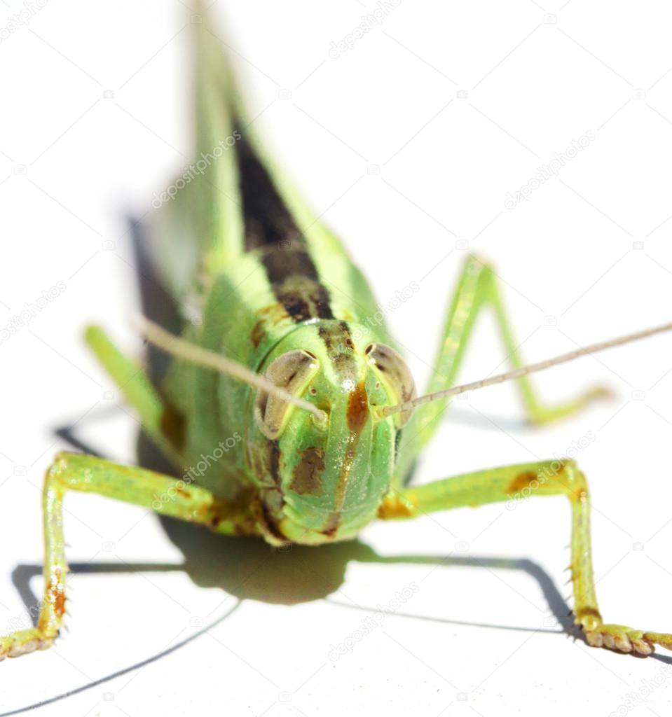 green insect grasshopper isolated on white