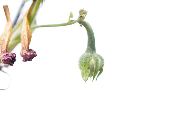 Unopened flower. macro — Stock Photo, Image