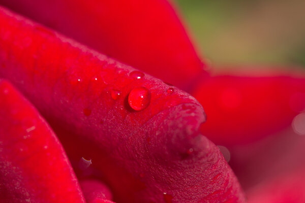 water drops on a red rose. macro