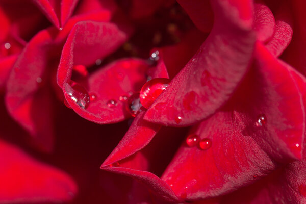 water drops on a red rose. macro