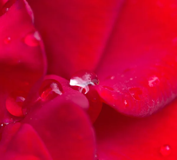 Water druppels op een rode roos. macro — Stockfoto