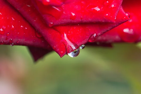 Gotas de agua en una rosa roja. macro —  Fotos de Stock