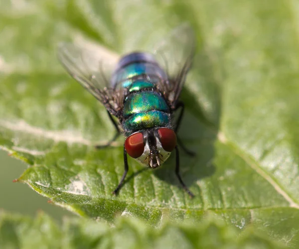 Insect vliegen macro op blad — Stockfoto