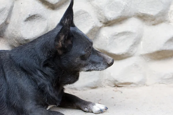 Portrait of a black dog — Stock Photo, Image