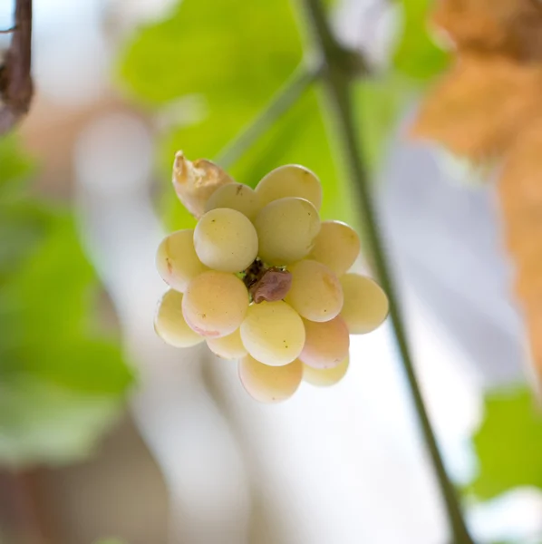 Cacho de uvas na natureza — Fotografia de Stock