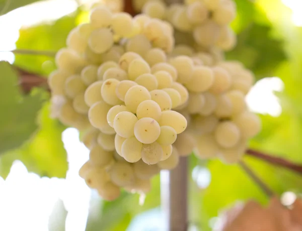 Cacho de uvas na natureza — Fotografia de Stock